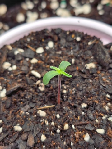 blue dream auto — seedling_rooting, day 7
