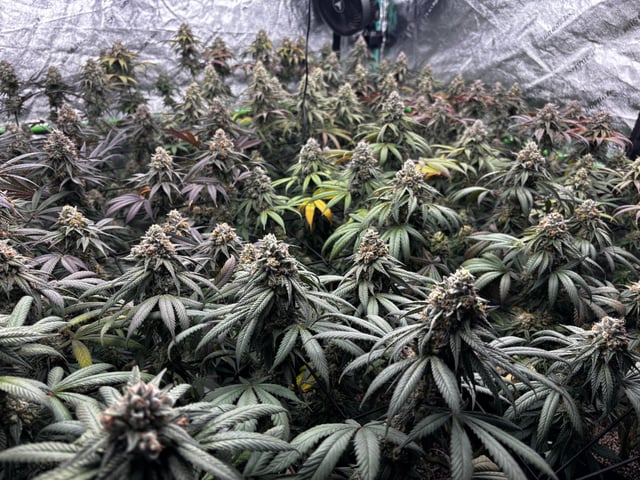 Pink Passion Fruit — flower, day 103