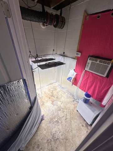 Gelly Mama and Sugar Tree — flower, day 196