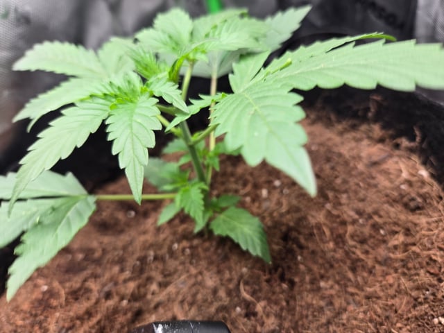 "Wedding Crasher"  Grow#2 — vegetative, day 35
