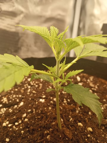 White Widow XXL Auto — vegetative, day 20