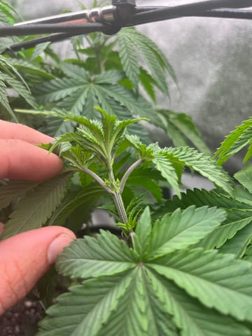My First Four — vegetative, day 49
