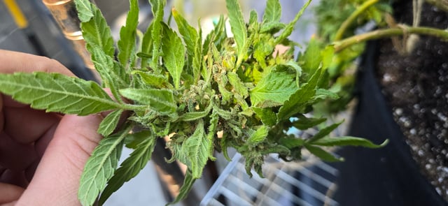 Mystery Weed Plant — flower, day 164