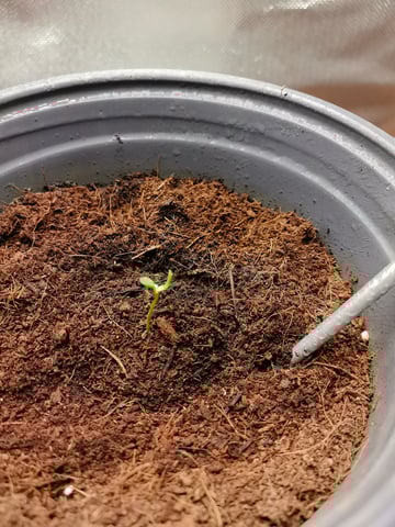 First grow in first set up — seedling_rooting, day 10