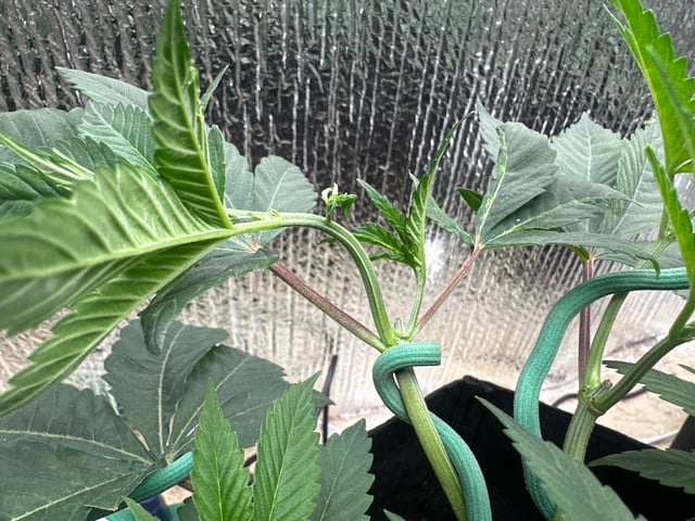 trying some bag seeds — vegetative, day 7