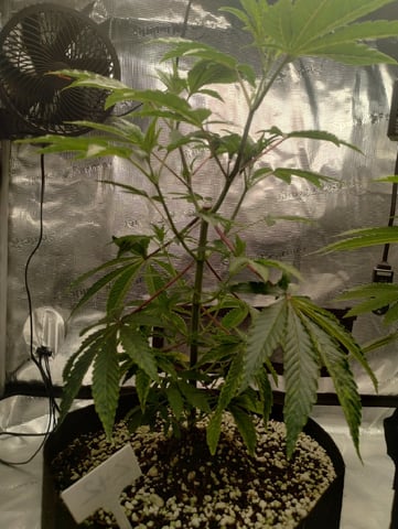 Photo Time📸🕞 — vegetative, day 49