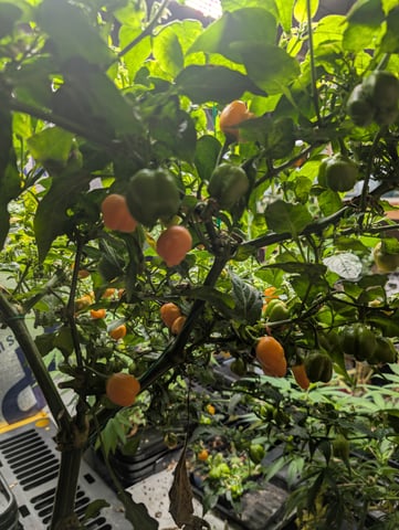 See what grows — vegetative, day 181