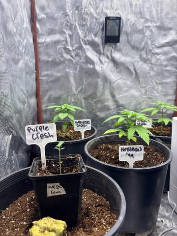 first grow in new 2x2 — vegetative, day 28