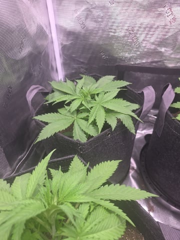 Blue Dream Feminized  — vegetative, day 35