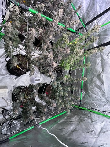 Rookie — flower, day 43