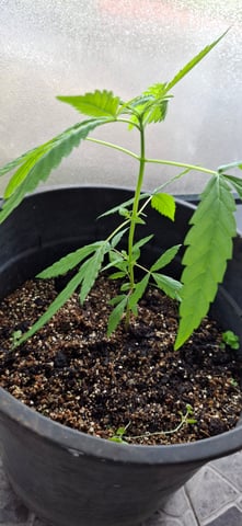 my first baby — vegetative, day 5