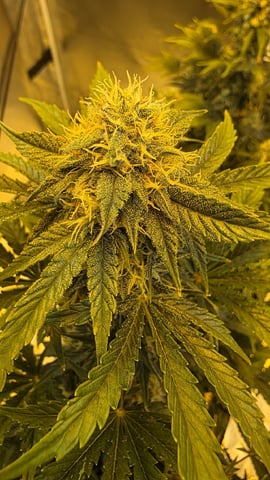 Bounce Back — vegetative, day 38