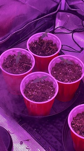 New Photos  — seedling_rooting, day 15