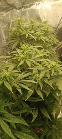 First Time Growing  — flower, day 63