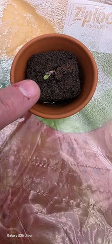 First ever — seedling_rooting, day 27