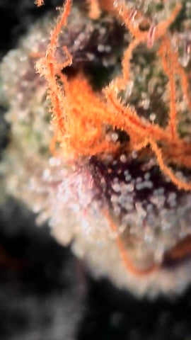 Oceanz 16 — flower, day 160