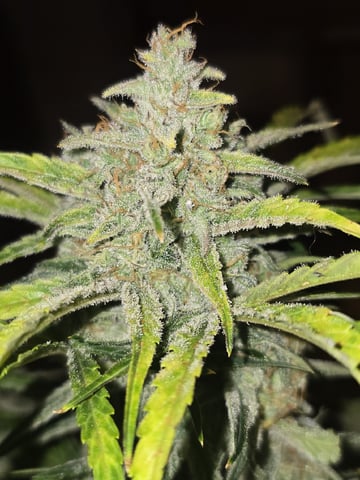 Autos AGAIN — flower, day 84