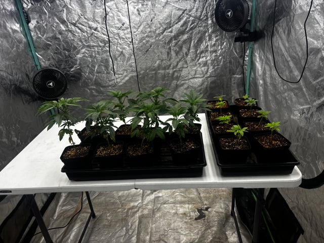 PKB remix/PotG — seedling_rooting, day 37