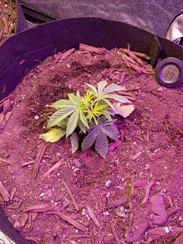 Purple Plum Perfect 💜 & 2 Grape Runtz 🍇 Mainlining garden.  — auto, day 81