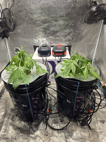 RQS Cookies Gelato — vegetative, day 24