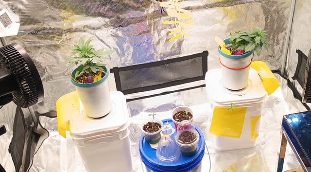 TentPlantLightFan — vegetative, day 30