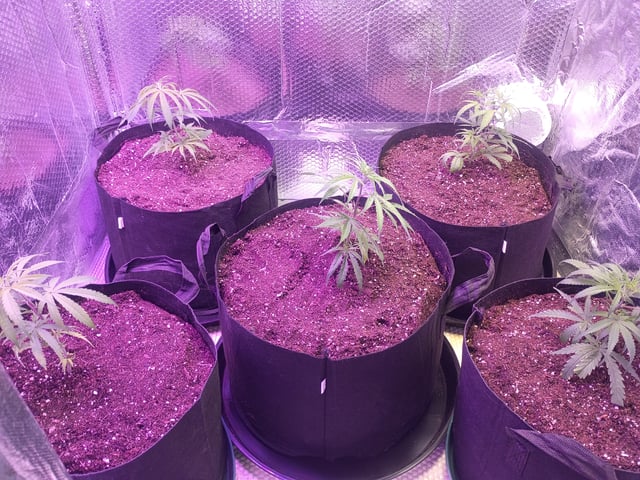 grow por vida — grow_setup, day 1