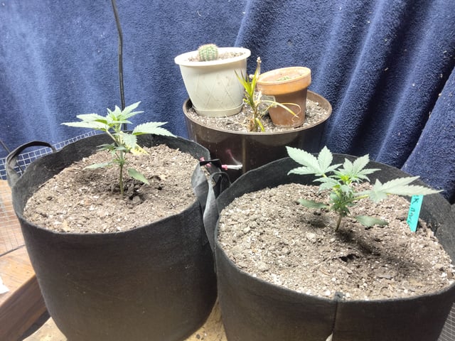 jay seaton  — done, day 113