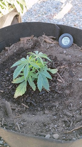 Purple Plum Perfect 💜 & 2 Grape Runtz 🍇 Mainlining garden.  — vegetative, day 82
