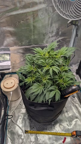 maui wowie auto — vegetative, day 38