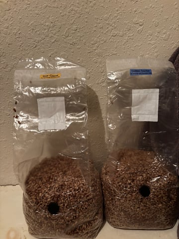 second 🍄‍🟫 grow — germination, day 1