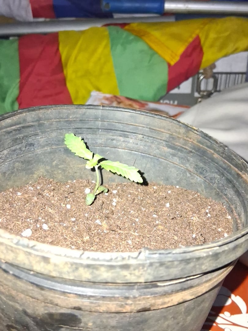 dustin plants