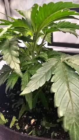 ethos genetics  — vegetative, day 23