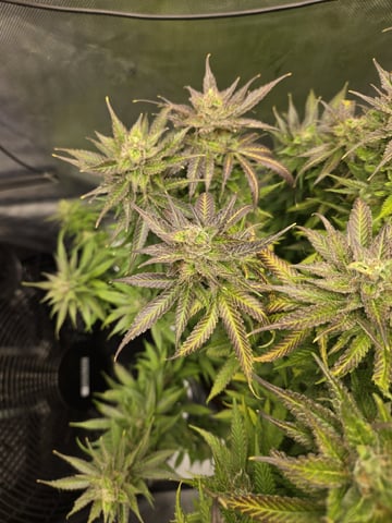 First Indoor Grow — flower, day 120