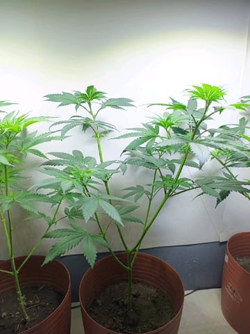 Indoor 🇲🇽 — flower, day 51