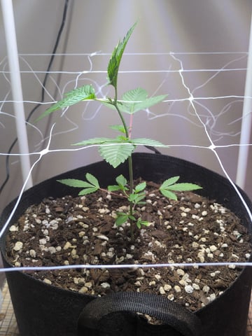 Audrey III — vegetative, day 51