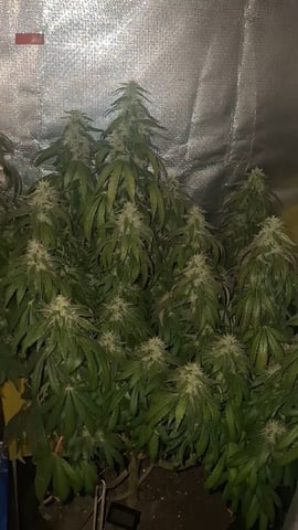 1st Grow - ROYAL MOBY (indoor)(photop.) — flower, day 154