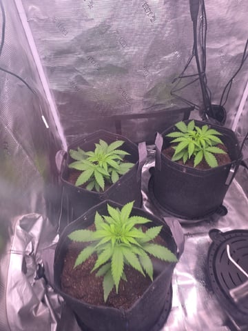 Blue Dream Feminized  — vegetative, day 32