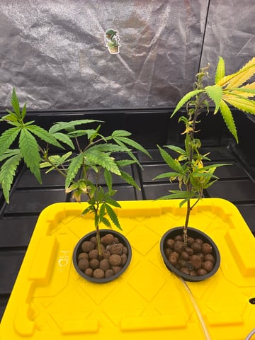 Platnium Jelly — vegetative, day 1