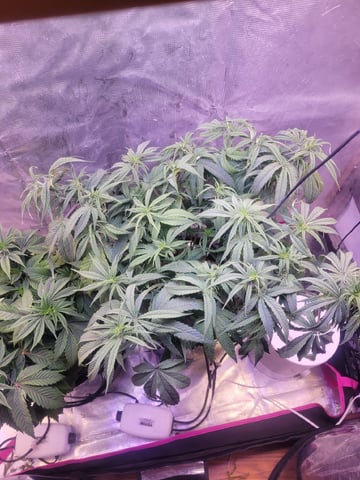 2 Week Old Babies — vegetative, day 19