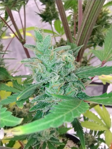 Round 2🥊 — flower, day 91