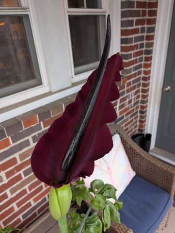 See what grows — vegetative, day 85