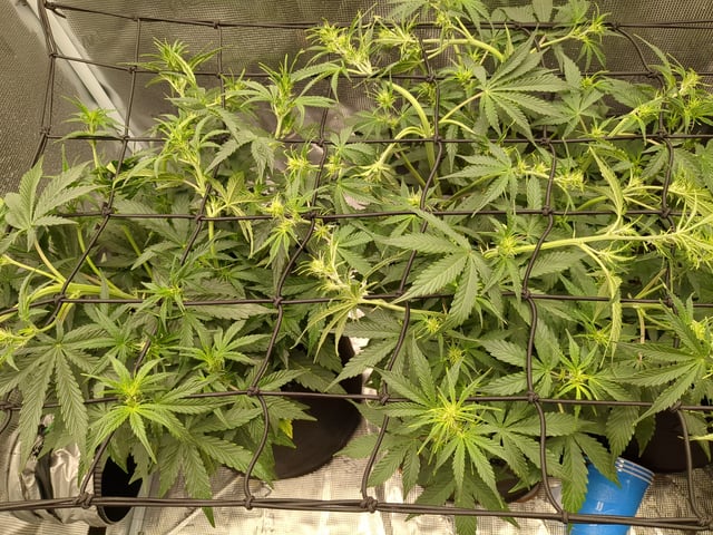 first grow — flower, day 29