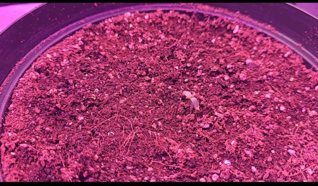 first grow adventure  — flower, day 54