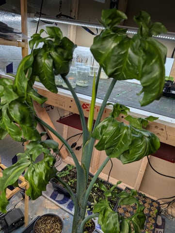 See what grows — vegetative, day 64