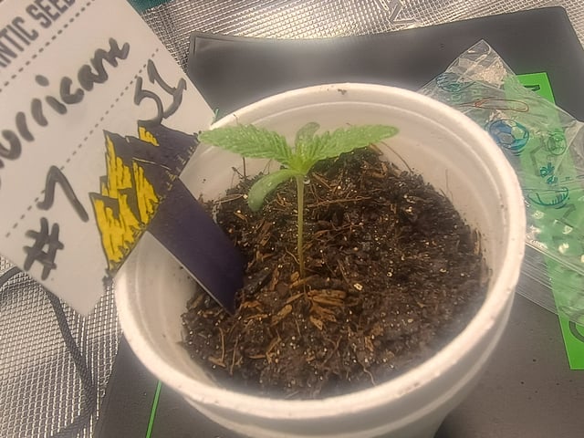 lil Slurry, first grow — seedling_rooting, day 3