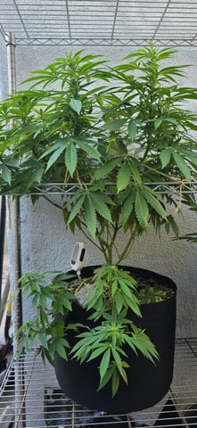 Mystery Weed Plant — flower, day 110