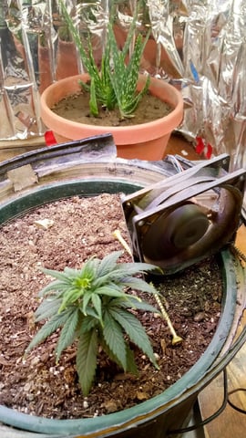 Jack hearer/Jack the ripper? — vegetative, day 51