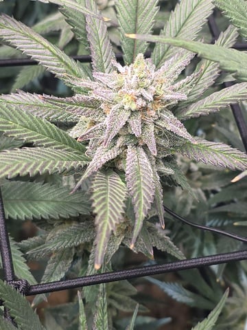 Strawberry Sugar  — flower, day 98