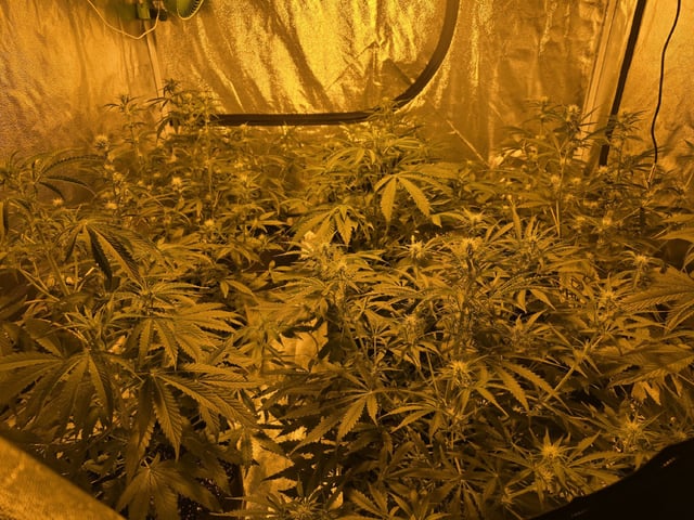 3rd Auto Grow — flower, day 61