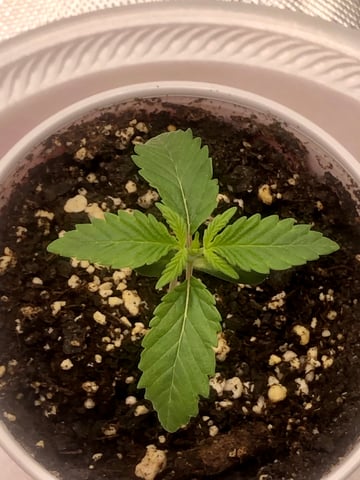 My First Home Grow  — seedling_rooting, day 15